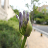 芽吹き