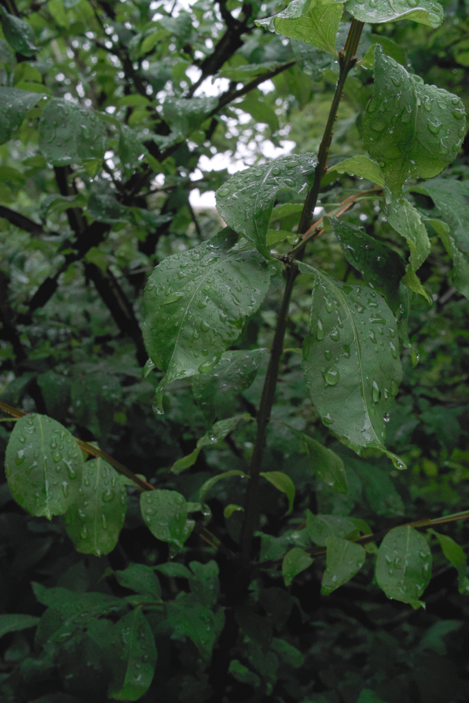 雨と茂み