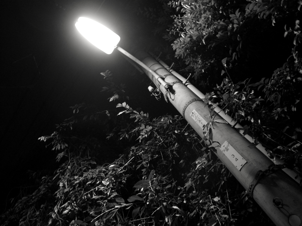 夏の夜の散歩