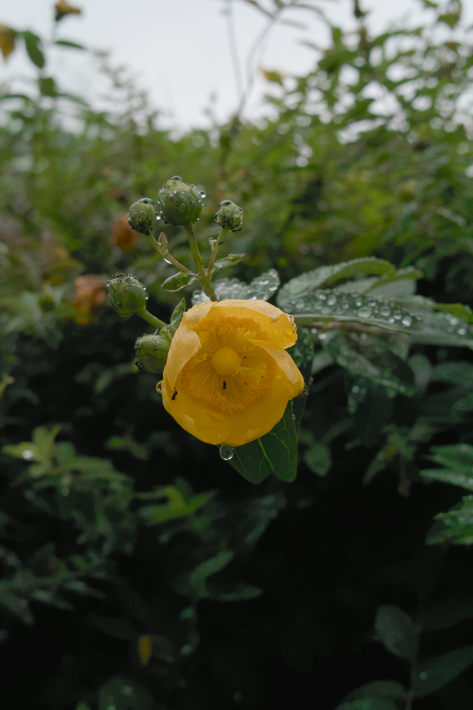 花・蟻・雫