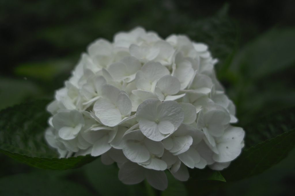 紫陽花ー灯る