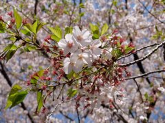 Sakura