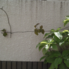 延び～る