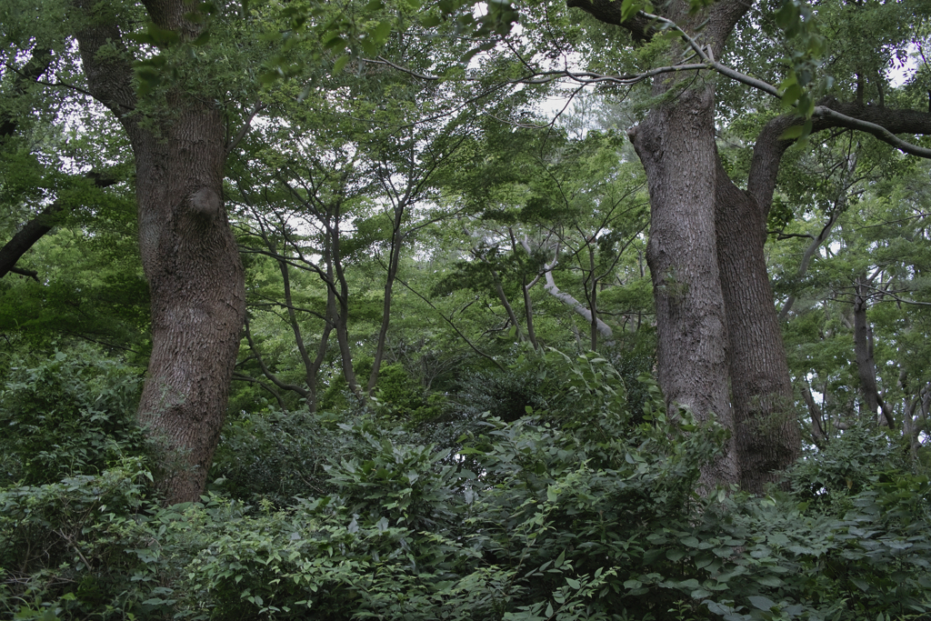 都会の森