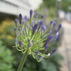 開花待ち
