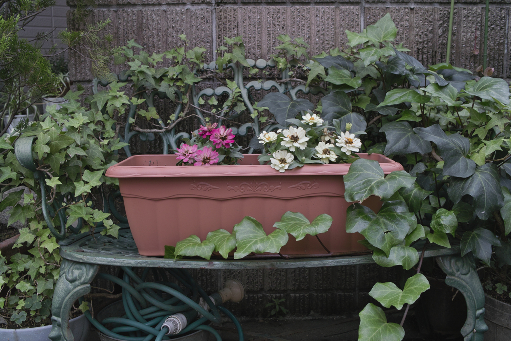 路地裏の花園