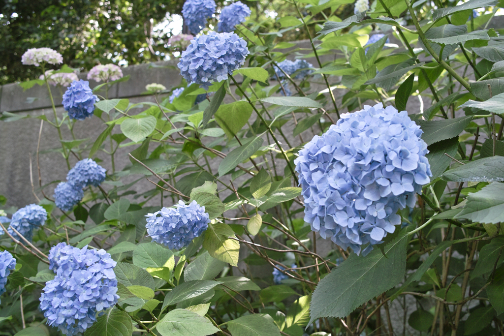 花盛り