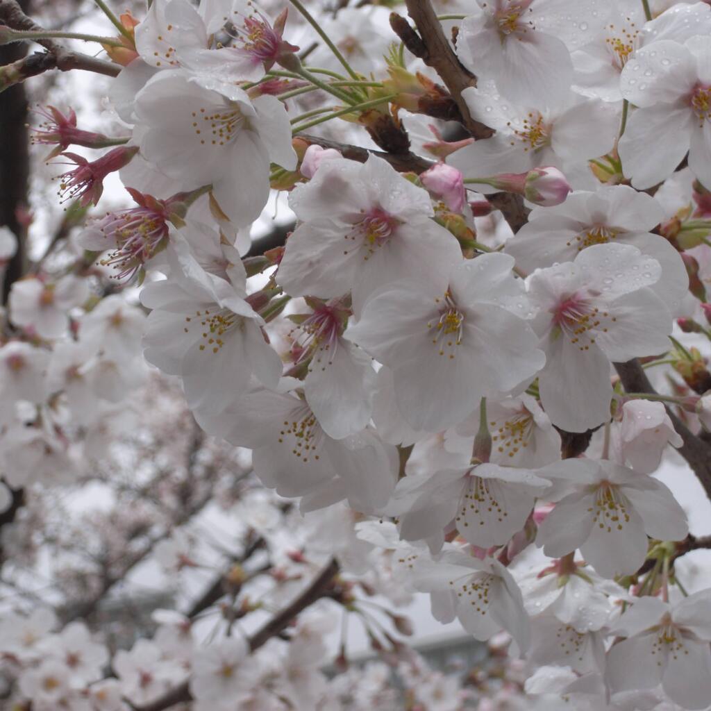 Sakura