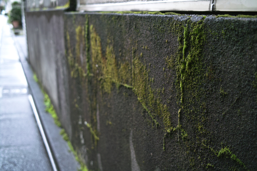 雨を喜ぶ者