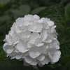 紫陽花ー純白