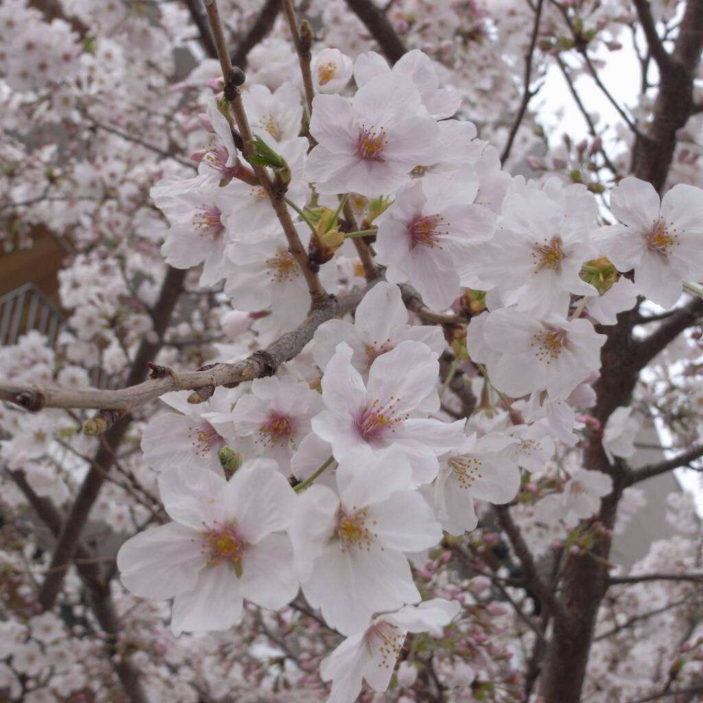 Sakura