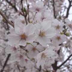 Sakura