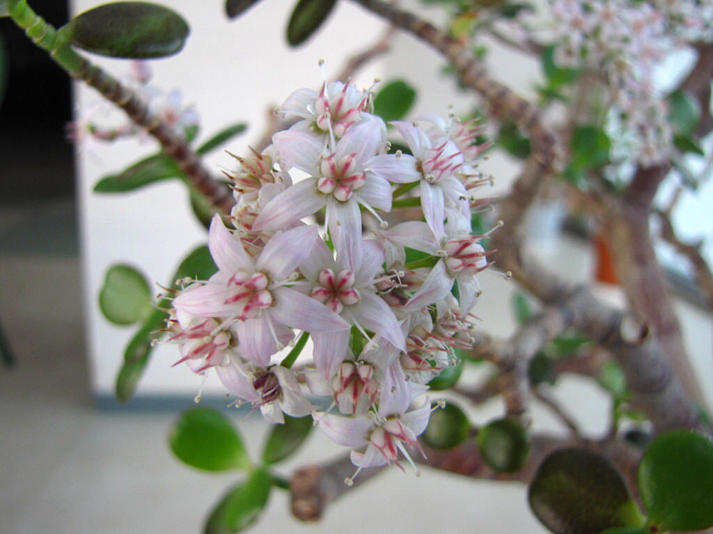 金の成る木の花