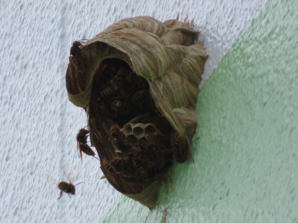 巣作り（スズメ蜂？）