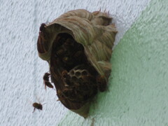 巣作り（スズメ蜂？）