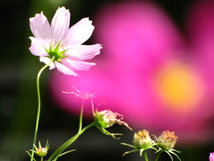 秋桜