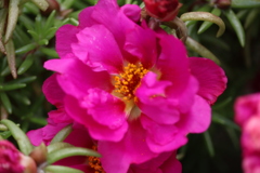 ナーヴカッツェ