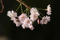 枝垂れ桜③