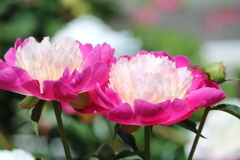 初めて見た花です。