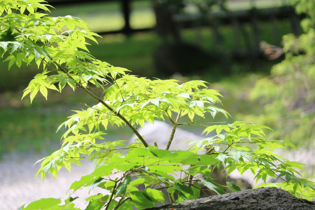 陽の当たる場所