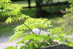 陽の当たる場所