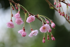 枝垂れ桜