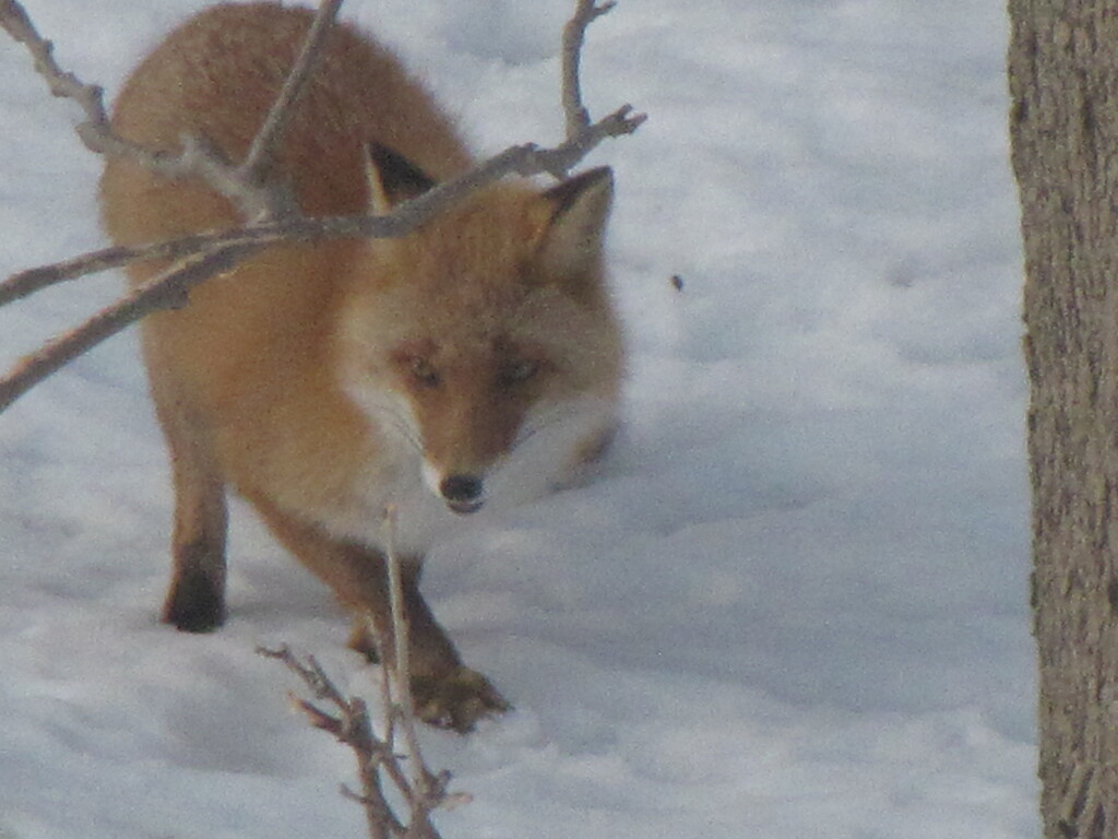 北キツネ