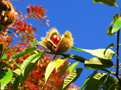 頑張れファイターズ