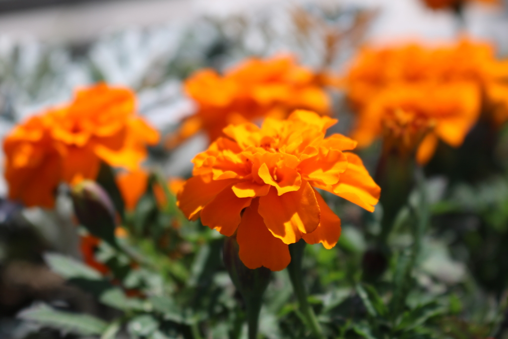 写してみました。