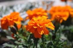 写してみました。