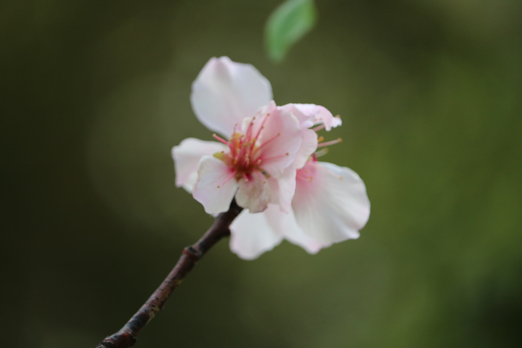 アーモンドの花