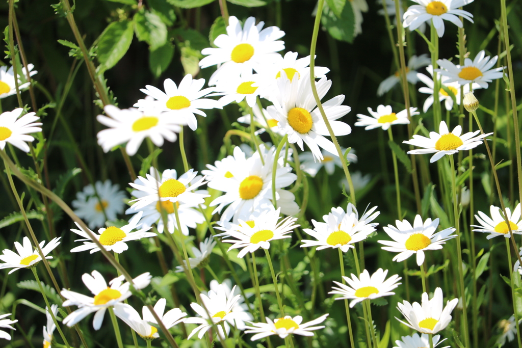 マーガレット①