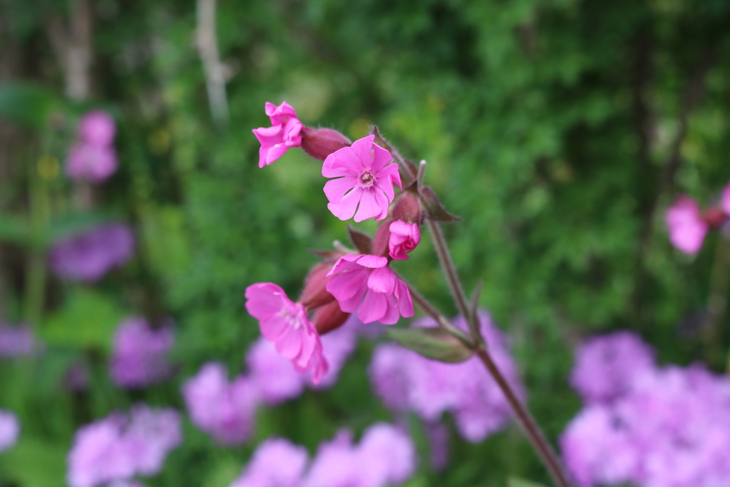 ちっちゃなちっちゃな花でした。