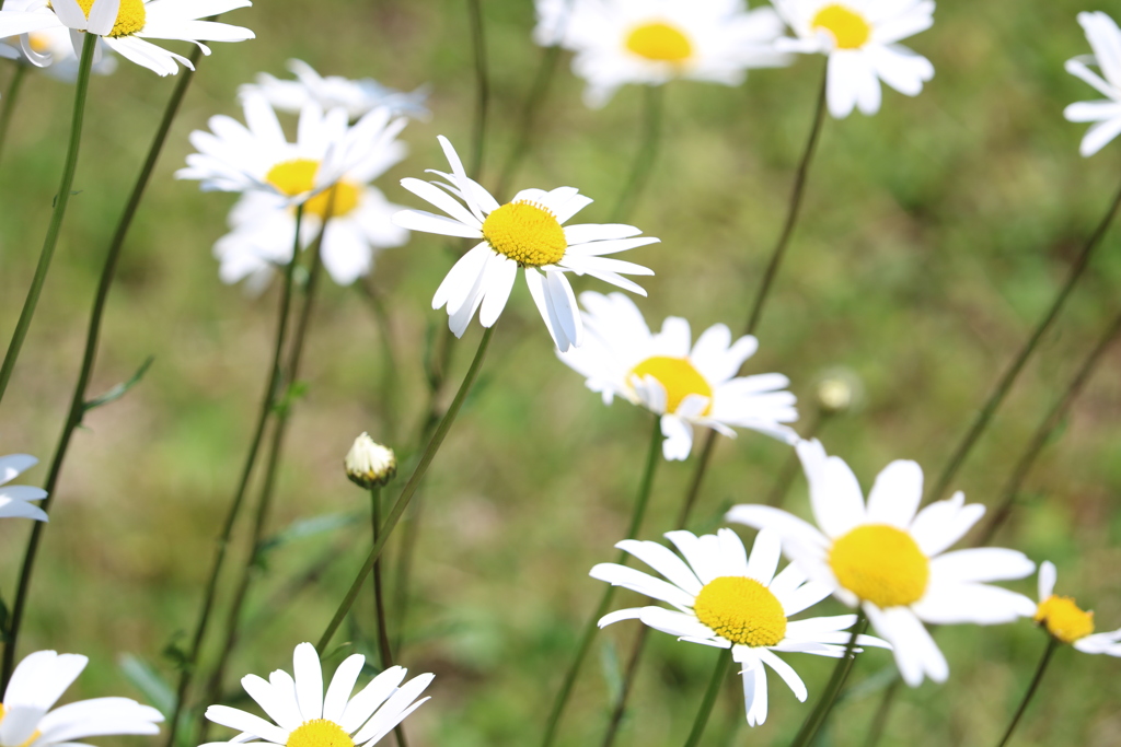 マーガレット③