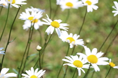 マーガレット③