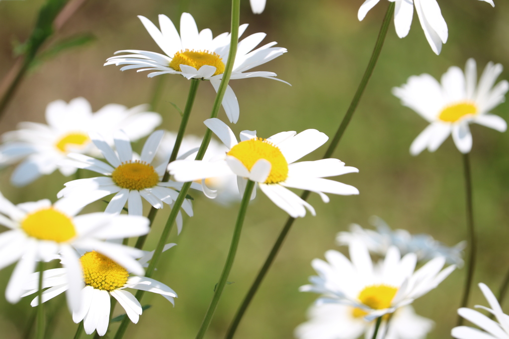 マーガレット②