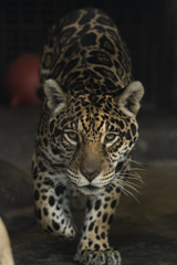 動物01