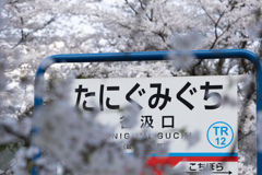 春の谷汲口