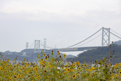 季節遅れの向日葵と関門橋