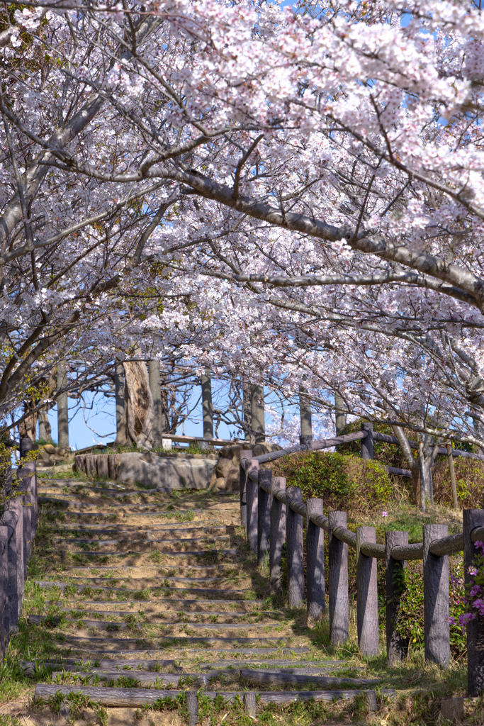 桜のトンネル