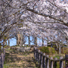 桜のトンネル