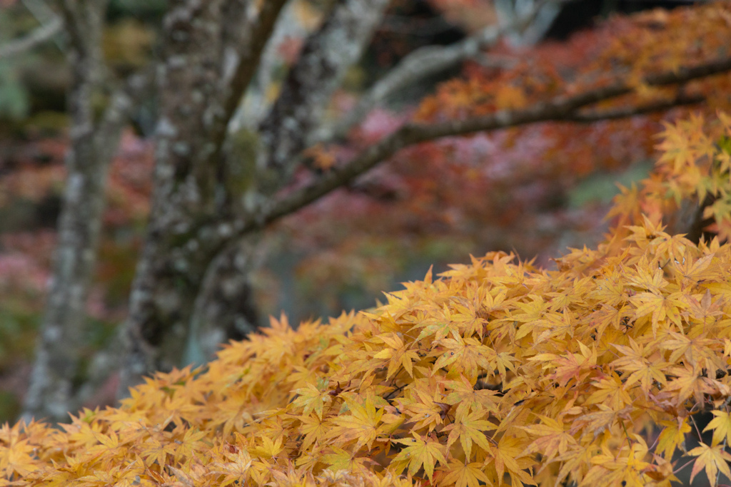 紅葉雪崩