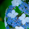 紫陽花玉