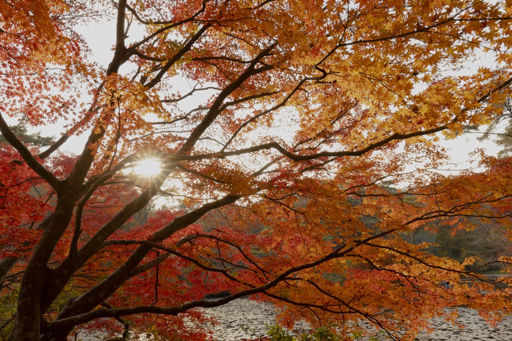 神戸森林植物園の紅葉