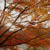 神戸森林植物園の紅葉