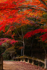 橋と紅葉