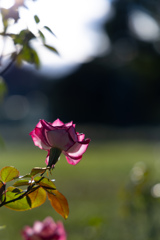 離宮公園の薔薇