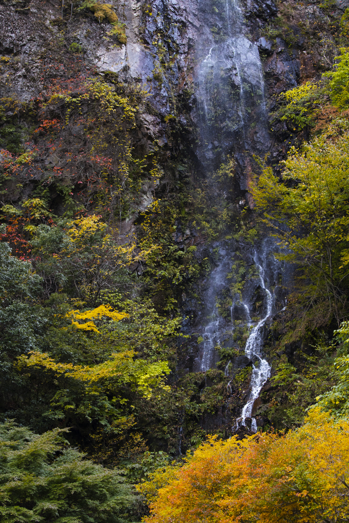 colorful fall