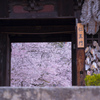 門の向こう側は桜色