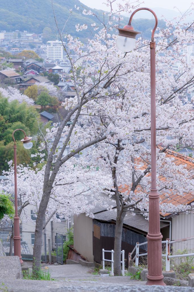 桜咲く坂道